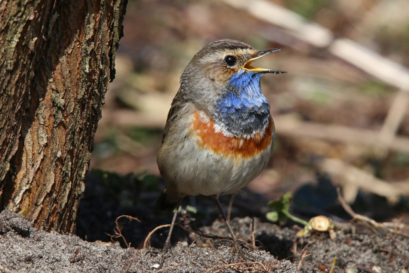 Le retour du printemps avec les oiseaux de la vallée de la Lys.